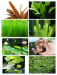 Ornamental Fish and Aquatics plants